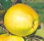 Średnia (jesienna), dojrzewa w połowie września, owoc średniej wielkości lub duży, kulistostożkowaty, spłaszczony, skórka delikatna,