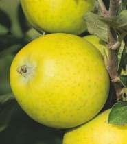 rozmytoprążkowanym, miąższ żółty, zwarty, chrupki, soczysty, słodki. 247. Jabłoń domowa 'Geneva Early' Odmiana pochodzenia amerykańskiego.