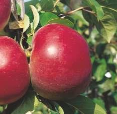 Jabłoń domowa 'Malinowa Oberlandzka' Odmiana pochodzi przypuszczalnie z Holandii.