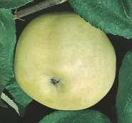 Skórka owoców (IX) gruba, sucha, bez woskowego nalotu, matowa, zielona z żółtawym odcieniem, który jest tym intensywniejszy, im większe owoce,