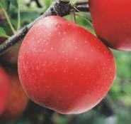 Jabłoń domowa 'Królowa Renet ' Odmiana pochodzenia francuskiego.