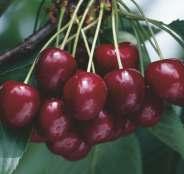 Skórka owoców purpurowo-czerwona, delikatnie marmurkowa, lśniąca, str. 22 w pełnej dojrzałości prawie czarna.