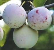 Skórka owoców brązowogranatowa, a w pełnej dojrzałości granatowa, pokryta gęstym, białawym nalotem i drobnymi, brunatnymi cętkami (IX-X).