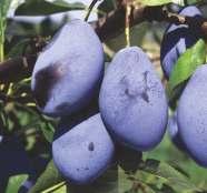 Owoce dojrzewają pod koniec września, początku października. Mają bardzo dużą wartość deserową i są doskonałym surowcem dla przetwórstwa. 305.
