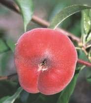 318. Brzoskwinia 'Saturn' Odmiana amerykańska. Skórka owoców kremowa, w 50-80% pokryta czerwonym rumieńcem. Owoce dojrzewają w drugiej połowie sierpnia.