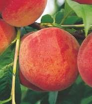 Skórka owoców jasno-pomarańczowa z jaskrawym, karminowym rumieńcem pokrywającym znaczną część powierzchni. Owoce dojrzewają w drugiej połowie sierpnia.
