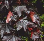 platanoides Acer platanoides Acer platanoides 9 'Faassen`s Black' 10 'Globosum' 11 'Golden Globe' 12 Acer platanoides 'Royal Red' Acer