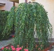 Berberys Thunberga 'Green Carpet' Niski, ciernisty krzew o płożących pędach, dorastający do 0,7m wys. 1,5m szer.