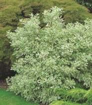 Dereń rozłogowy 'Flaviramea' Krzew dorastający do 2 m wys., przyrasta ok. 20 cm rocznie.
