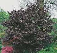 Dereń biały 'Gouchaultii' Silnie rosnący krzew o prostych, pędach, przebarwiających się zimą na purpurowy kolor.
