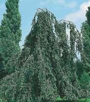 Hortensja krzaczasta 'Annabelle' Krzew, dorasta do 1,5 m wys. Kwiatostany kremowo-białe do 20 cm średnicy.