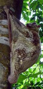 DERMOPTERA NADRZEWNE relikty colugo Cynocephalus błona lotna między kończynami a także między