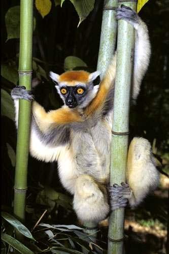 PRIMATES LEMURY madagaskarskie Prosimiae lemur Lemur lemur Microcebus