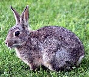 LAGOMORPHA ZAJĄCE trawożerne królik