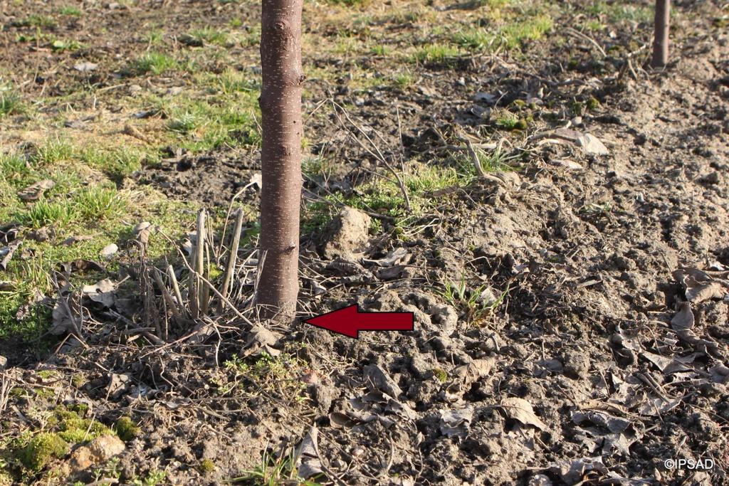 Zbyt głęboko posadzone drzewko (cała podkładka znajduje się pod ziemią), to ryzyko zbyt silnego wzrostu w przyszłości a więc trudności z prawidłowym jego