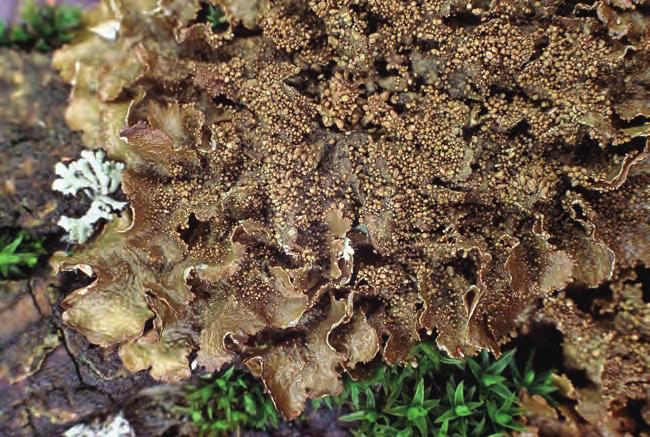KLUCZ Id Przylepka Melanelia spp. porosty o plechach listkowatych koloru brunatnego, zwykle ściśle przylegające do podłoża, przyczepione licznymi chwytnikami.