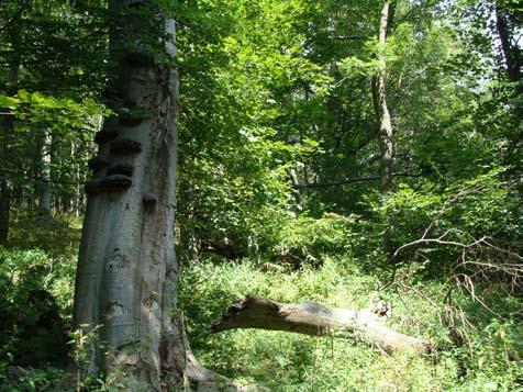 Zbiorowiska roślinne obszaru Natura 2000 PLH020033 Czarne Urwisko koło Lutyni... 49 Fot. 2. Galio odorati-fagetum sylvaticae w obszarze Czarne Urwisko koło Lutyni (fot. K. Świerkosz, 31.08.2011).