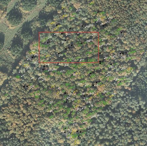 Ocena stanu drzewostanów, Bezpieczeństwo pożarowe Rozmieszczenie dębów (stan w 2010 r.