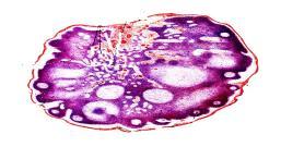HISTOLOGIA SZCZEGÓŁOWA SEMINARIUM - UKŁAD CHŁONNY - TYPY KOMÓREK I ICH FUNKCJE. ĆWICZENIE 18 - BUDOWA HISTOLOGICZNA I FUNKCJE NARZADÓW LIMFATYCZNYCH. 28 lutego 1, 2, 3 marca 2017 r.