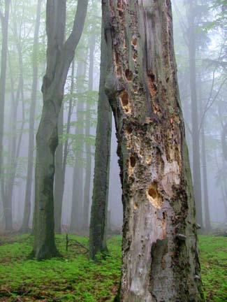 Na wyróżnienie zasługują gatunki endemiczne i reliktowe. Do endemitów należy motyl Psodos quadrifarius sudeticus.