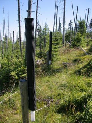 Acantholycosa norvegica, Pardosa saltuaria oraz chrząszcze Ctenicera cuprea i Amara erratica.