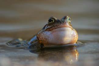 Karkonoski Park Narodowy zamieszkuje 6 gatunków płazów: żaba trawna, żaba wodna, ropucha szara, traszka górska, traszka zwyczajna oraz salamandra plamista.