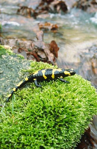 Płazem żyjącym w wilgotnych ekosystemach piętra roślinnego pogórza i w dolnych partiach dolnego regla, jest Salamandra plamista Salamandra salamandra.