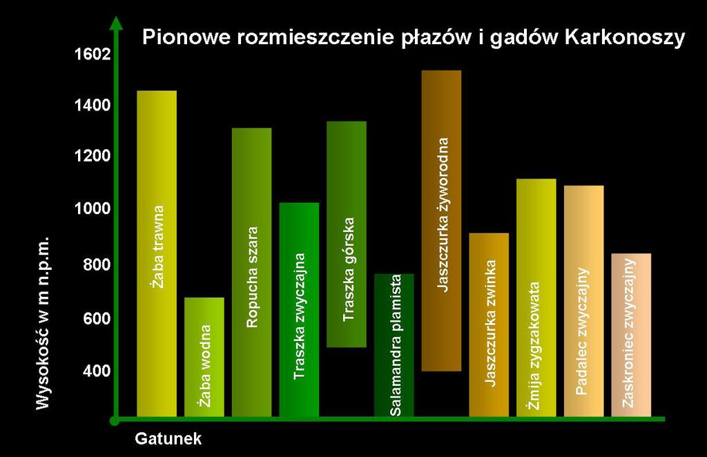 Żywi się płazami, rybami lub drobnymi gryzoniami, które połyka bez uprzedniego