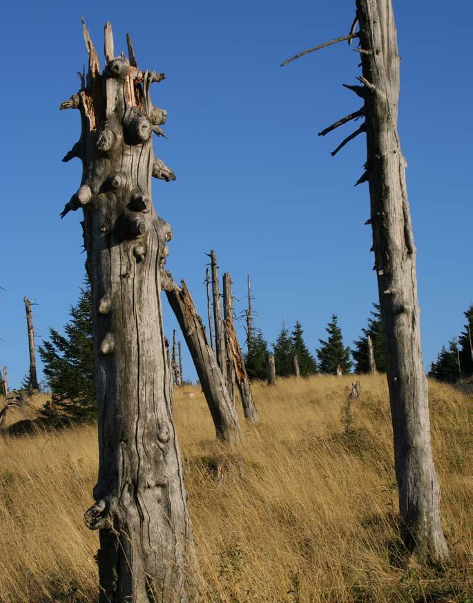 Obszary zdegradowane Obszary, w całości lub częściowo pozbawione żywych drzew, to efekt wielkopowierzchniowego zamierania drzewostanów pod koniec XX wieku, w czasie klęski ekologicznej.