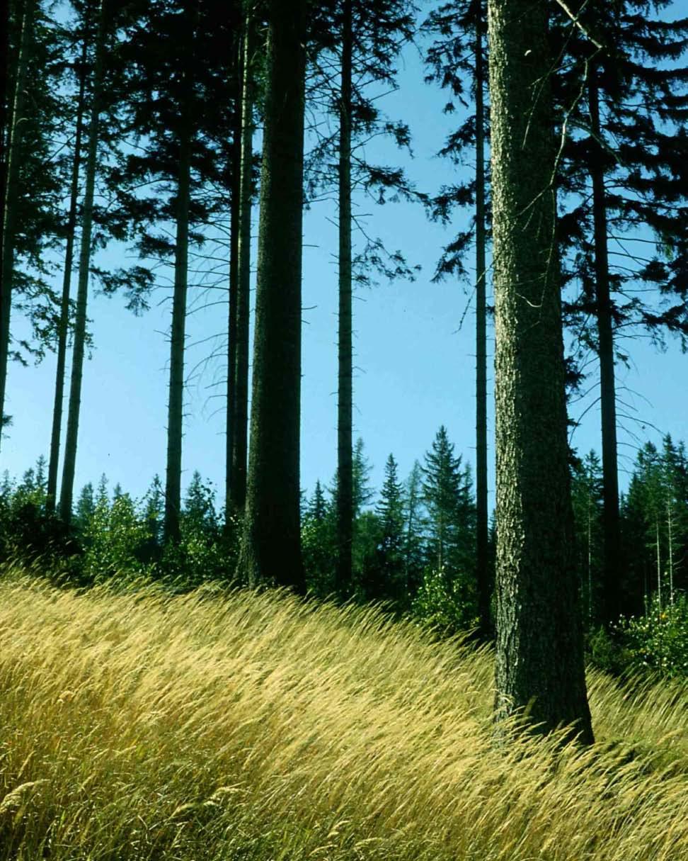 Sztuczne drzewostany Występują przede wszystkim w piętrze regla dolnego. Zostały posadzone przez człowieka na miejscu naturalnych lasów liściastych i mieszanych. Są to gównie monokultury świerkowe.