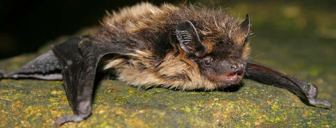 Nocek wąsatek Myotis mystacinus jeden z liczniejszych gatunków nietoperzy, stwierdzany jest głównie w piętrze regla dolnego.