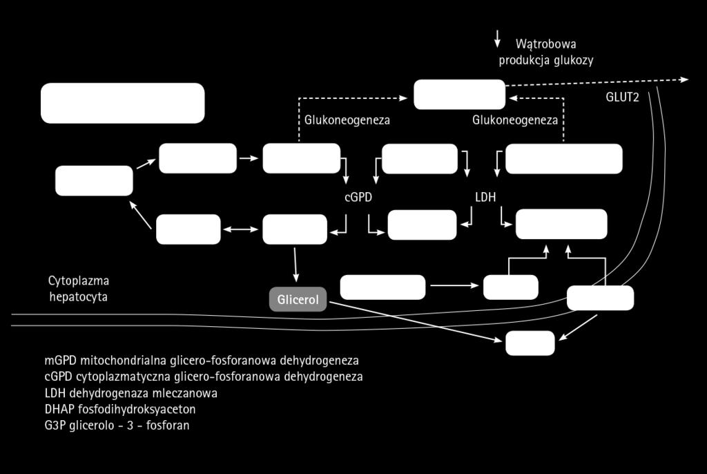 Metformin suppresses gluconeogenesis by inhibiting mitochondrial glycerophosphate