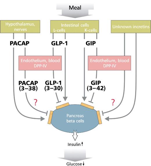 Hormony inkretynowe odgrywają kluczową rolę