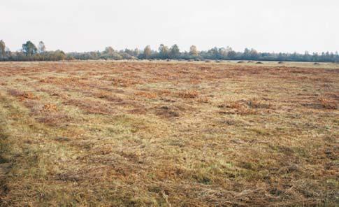 Fot. 1. Wykoszona arena tokowa (fot. M. Potocka) Photo 1. Mowned mating area Fot. 2.