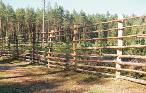 Potocka) Photo 3. Entering spruce undergrowth in younger stands in the form of a dozen trucks knots Fot. 4.