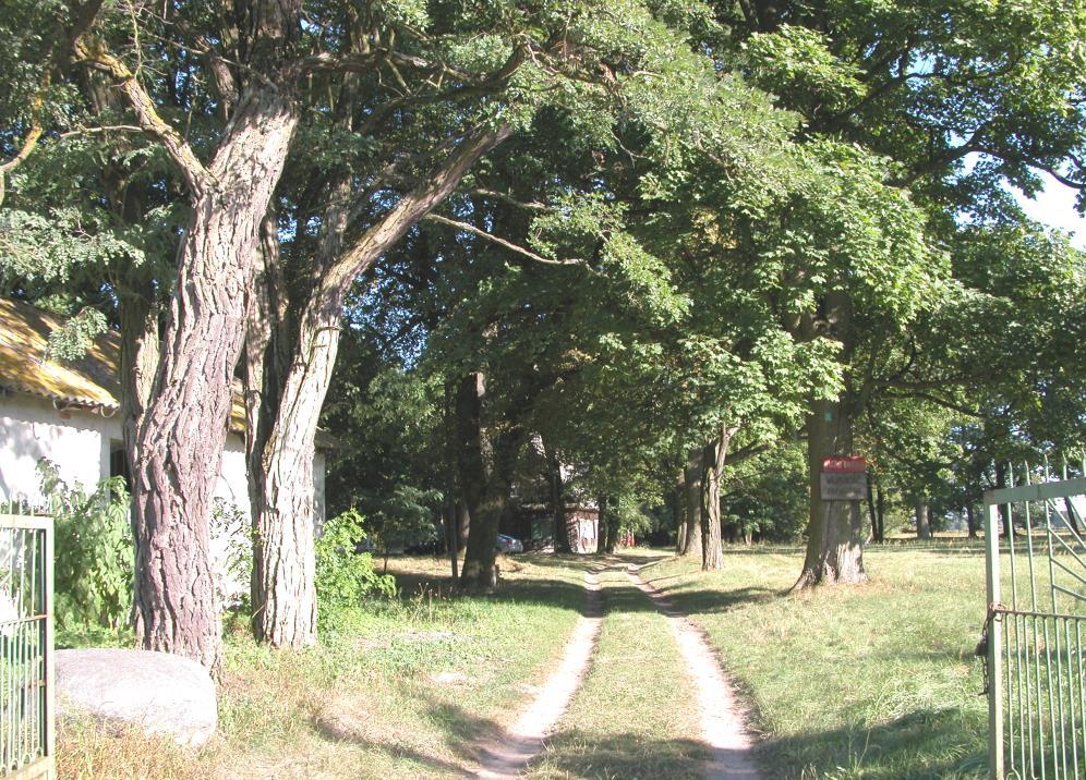 fot. 19 Zabytkowa aleja na terenie zabytkowego parku w Baczkach Starych Użytki ekologiczne Użytkami ekologicznymi są zasługujące na ochronę pozostałości ekosystemów mających znaczenie dla zachowania