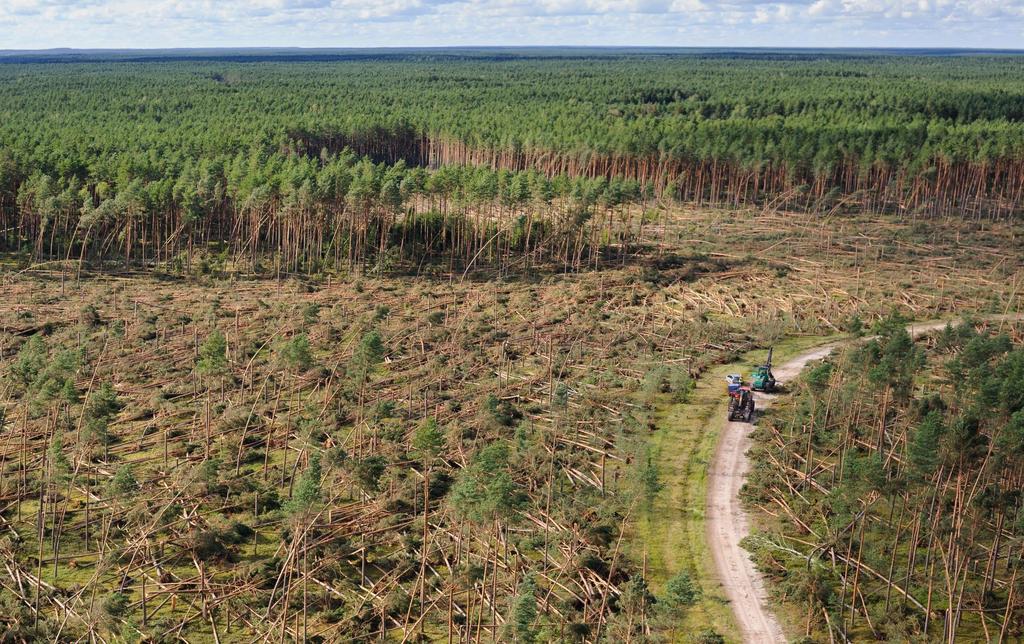 Czynniki kształtujące zagrożenie pożarowe lasu Czynniki abiotyczne klimat (oddziaływanie klimatu morskiego i kontynentalnego) anomalie