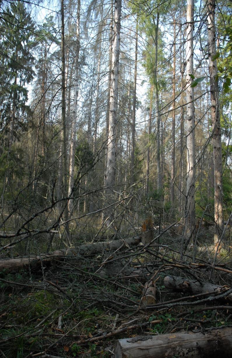 Puszcza Białowieska