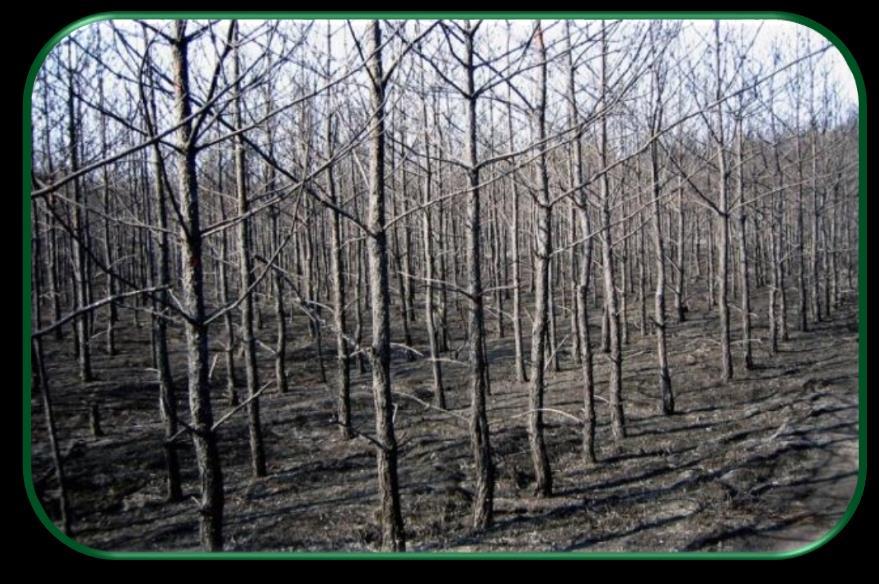 Konsekwencje pożarów lasu Bezpośrednie (wymierne) odnoszące się