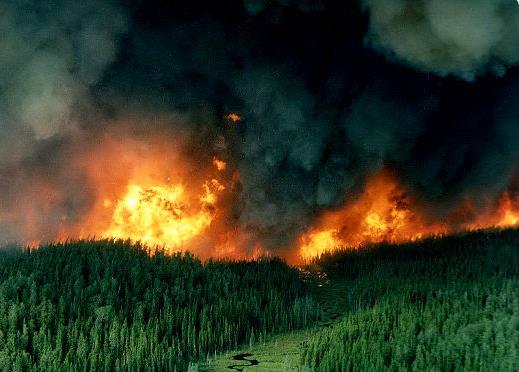 Konsekwencje pożarów lasu Skutki ekologiczne Węgiel