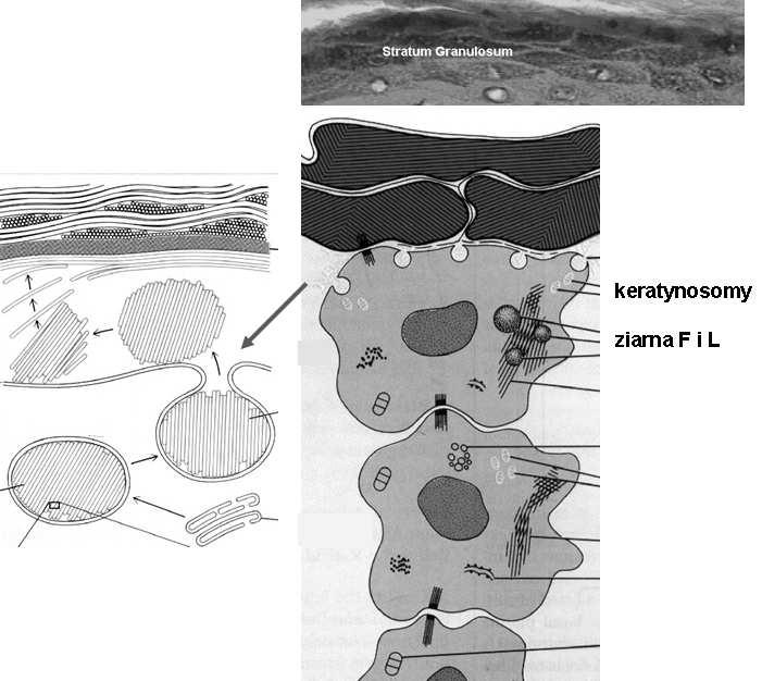 Warstwa ziarnista ziarna F (keratohialinowe) filagryna