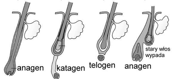 lat) Katagen: faza inwolucji cebulka włosa traci