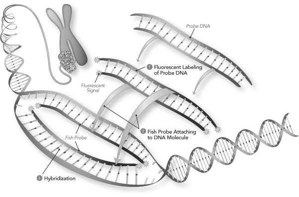 fragmentu DNA lub RNA Rodzaje sond: sondy DNA sondy RNA Sondy znakuje się