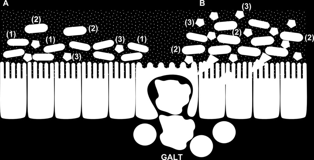 Natomiast u Salmonella Typhi obserwuje się fimbrie typu IVb, których białka kodowane są przez geny zlokalizowane w obrębie siódmej wyspy patogenności SPI-7 (4, 26).