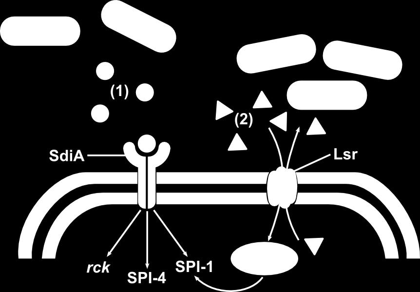Nr 1 Interakcje pałeczek Salmonella z florą jelitową 41 Ryc. 2. Quorum sensing u pałeczek Salmonella. Wiele gatunków G(-) flory jelitowej wytwarza chemiczne związki sygnalizacyjne, np.