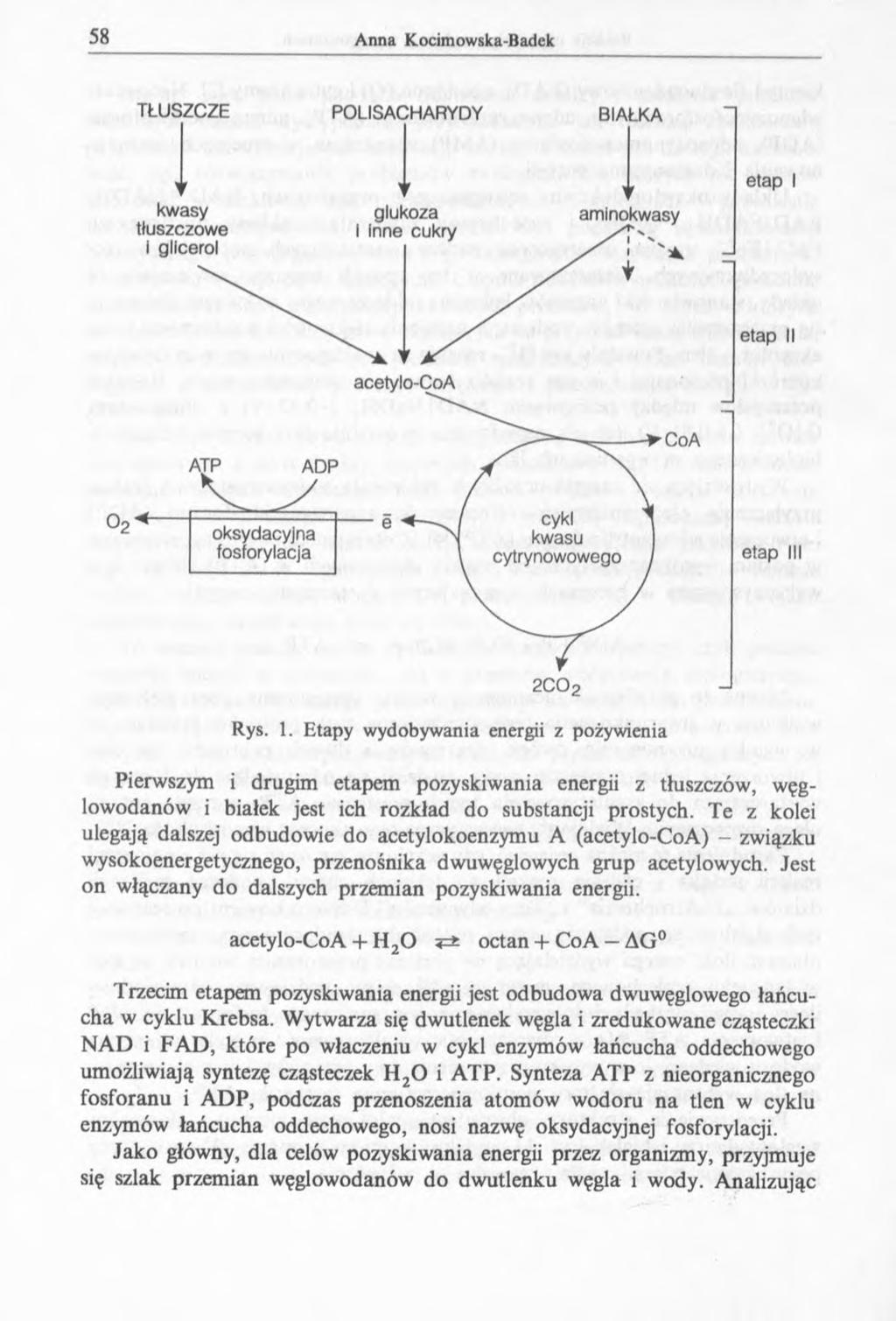 TŁUSZCZE POLISACHARYDY BIAŁKA etap etap II etap 2 C 0 2 Rys. 1.