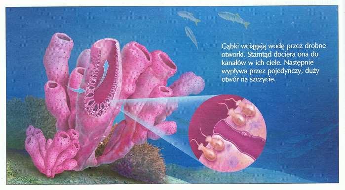 a) Ogólna budowa ciała.