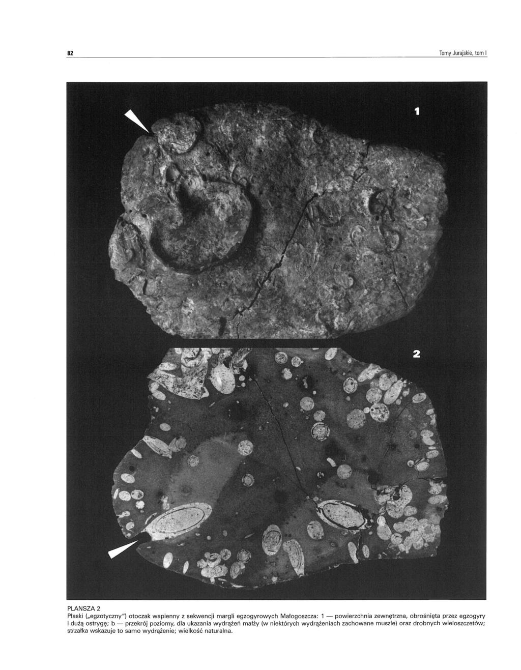 82 Tomy Jurajskie, tom I PLANSZA 2 Płaski ("egzotyczny") otoczak wapienny z sekwencji margli egzogyrowych Małogoszcza: 1 - powierzchnia zewnętrzna, obrośnięta przez egzogyry i dużą