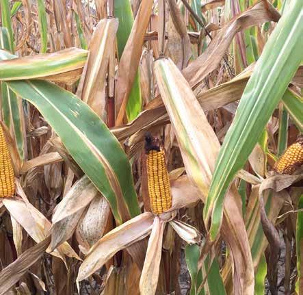 Ziarno kukurydzy często zawiera fuzariotoksyny wytwarzane przez grzyby z rodzaju Fusarium Ziarno pszenicy najczęściej zawiera aflatoksyny i ochratoksyny Toksyny w organizmie zwierząt stwarzają dwa