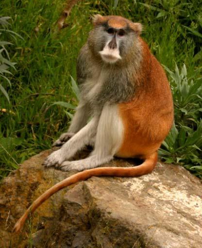 koczkodan